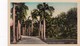 CALCUTTA, India, 1910-20s; Oridone Avenue Plentisun, Botanical Gardens - India