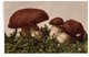 Mushroom. Fungus. Boletus Germany PC 1914 - Champignons