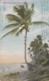 Amérique - Antilles - Puerto-Rico - Porto-Rico - After Coconuts - Portorican Viws N° 37 - 1911 - Puerto Rico
