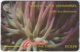 ST. VINCENT & GRENADINES A-065 Magnetic Cable & Wireless - Animal, Sea Life, Anemone - 101CSVB - Used - St. Vincent & The Grenadines