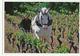 CAMPLONG  - Domaine Combe Grande Viticulture Travail De La Vigne Labour (cheval Et Charrue)  Autographe Du Propriétaire - Autres & Non Classés