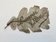 Rare Feuille D’arbre Travaillée Artisanat De Tranchée  14x8,5 Cm 1914-18 - 1914-18