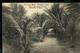 Carte N° 53. Vue 14. Avenue Des Palmiers à Banana (carte Neuve) - Postwaardestukken