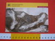 L1 FOSSILI POST CARD GERMANY - FOSSIL DES JAHRES 2011 - ORTHOCANTHUS PALEO PALAONTOLOGISCHE FISH PESCE SCHLEUSINGEN - Pesci E Crostacei
