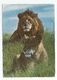 Tanzania, 1966 - African Wild Life - Lion. - Leoni