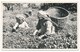 India - Tea Farm. Older Real Photo, Postally Used, Interesting Message - India