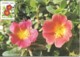 Carte Maximum - Taiwan - Formose - Set Of 3 Cards - Herbaceous Flowers - Fleurs - Blanket, Kalanchoe, Portulaca - Cartes-maximum