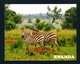 RWANDA - Zebras In Akagera National Park Used Postcard As Scans - Rwanda