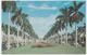 Palm Beach FL Royal Palm Trees Agricultural Postcard Horticulture - West Palm Beach