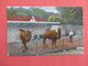 Camels At Krug Park St Joseph Mo.ref 3755 - Other & Unclassified