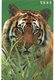 UNITED STATES - B.E.L. - THEMATIC ANIMALS TIGER - MINT - Andere & Zonder Classificatie