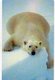 UNITED STATES - B.E.L. - THEMATIC ANIMALS POLAR BEAR - MINT - Andere & Zonder Classificatie