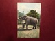 Cartolina Basel - Zoolog Garten - Elephant - 1908 - Non Classificati