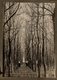 Trees Forest 13*9CM Fonds Victor FORBIN 1864-1947 - Otros & Sin Clasificación