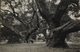 Magnificent Old Le Conte Oak On The University Campus, Berkeley, Cal. 17*11CM Fonds Victor FORBIN 1864-1947 - Lugares