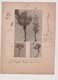 AGRICULTURE  PLANT INDUSTRY Xylology Forestry 26*20CM Fonds Victor FORBIN 1864-1947 - Otros & Sin Clasificación