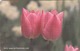 TURKEY - Pink Tulips Flower ,Chip GEM5 (Red) , 50 Unit ,used - Turquie