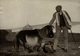 SHETLAND PONY ORKNEY ISLANDS  ANIMAUX ANIMALS ANIMALES 16*12CM Fonds Victor FORBIN 1864-1947 - Otros & Sin Clasificación