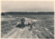 Nederland - 1946 - Landschapserie 2 - Vierhouten Schapen Op De Heide - Foto-briefkaart G287b Ongebruikt - Ganzsachen