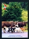 BURUNDI - Livestock Farming Unused Postcard As Scans - Burundi