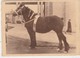 49e Concours National 1938 ,1e Prix Juments 3 Ans,propriét  M. Goes Emile , Ottignies ,RARE , Cheval Trait , Ploegpaard - Chevaux