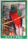 Carte Postale : GUATEMALA : Resplandeciente QUETZAL - Guatemala