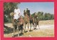 Modern Post Card Of Kamelreiter,Sudan Camel Rider,L68. - Sudan