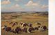 Munchen Haus Der Deutschen Kunst Willy Tag Dresden Cows Painting Postcard - Monde