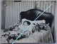 Photo POST MORTEM Enfant Child Circa 1930 Mort - Andere & Zonder Classificatie