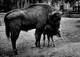 Zoo Van Antwerpen Anvers Fotokaart Foto Europese Bison Met Kalf     Barry 3862 - Andere & Zonder Classificatie