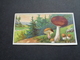 Chromo ( 334 )  Sans Publicité    Zonder Reclame -  Champignons  Champignon  Paddestoelen  Paddestoel - Other & Unclassified