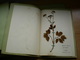Old Herbarium Umbelliferae 1927 2 Flowers - Altri & Non Classificati
