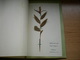 Old Herbarium Orcidaceae 1927 3 Flowers - Other & Unclassified