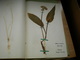Old Herbarium Liliaceae 1927 3 Flowers - Autres & Non Classés