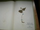 Old Herbarium Liliaceae 1927 3 Flowers - Other & Unclassified