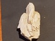 ARGENTINA LEGNO PIETRIFICATO Mm.70 - Fossilien