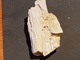 ARGENTINA LEGNO PIETRIFICATO Mm.70 - Fossielen