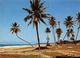 Madagascar Tahiti Kely Tamatave Palm Trees Postcard - Madagascar