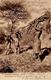 Kolonien DSW - Hererofrauen Beim Sammeln Von Brennholz - O Swakopmund 1907 I Colonies - Ohne Zuordnung