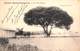 33 - Taussat (Bassin D'Arcachon) - Le Pin-Franc (arbre Remarquable) - Autres & Non Classés