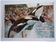 Sea World Miami 1991 Orka Killer Whale - Autres & Non Classés