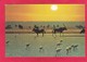 Modern Post Card Of Flamingoes,Oryx,Wildebeest,South Africa. D48. - Südafrika