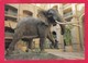 Modern Post Card Of Elephant,Camp Shawu, Kruger National Park, South Africa. D48. - South Africa