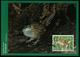 Mk New Zealand Maximum Card 2000 MiNr 1876 | Threatened Birds, Stewart Island Fernbird, Post Paid - FDC