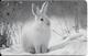 CARTE-PUCE-ALLEMAGNE-2002-10€-LAPIN Dans La NEIGE--TBE - Kaninchen