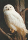 Carte Postale CP Upie - ANIMAL - OISEAU - HIBOU HARFANG DES NEIGES - SNOWY OWL BIRD Postcard - EULE - 37 - Birds