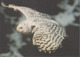 Carte Postale CP GROENLAND - ANIMAL - OISEAU - HIBOU HARFANG DES NEIGES - SNOWY OWL BIRD Postcard - EULE - 45 - Vogels