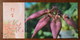 Bulbophyllum Rothschildianum,China 2013 Magical Xishuangbanna Wild Orchid Advert Pre-stamped Card,specimen Overprint - Orchids