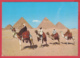 CP- EGYPTE - GIZA - Gizeh -Chameliers Près Des Pyramides - Animation *SUP** 2 SCANS - Assouan