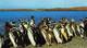 Argentinië Punta Tombo  Pcia Del Chubut Pingüinera En Punta Tombo Pingiun Grafica S.A.    Barry 4586 - Argentinië
